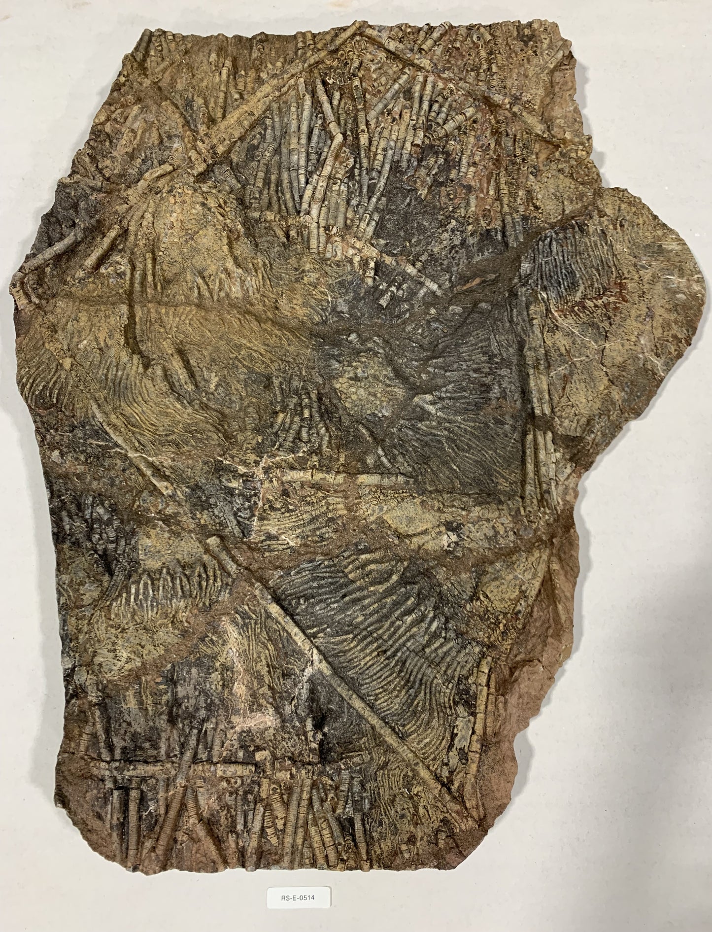 Giant Crinoid Plate