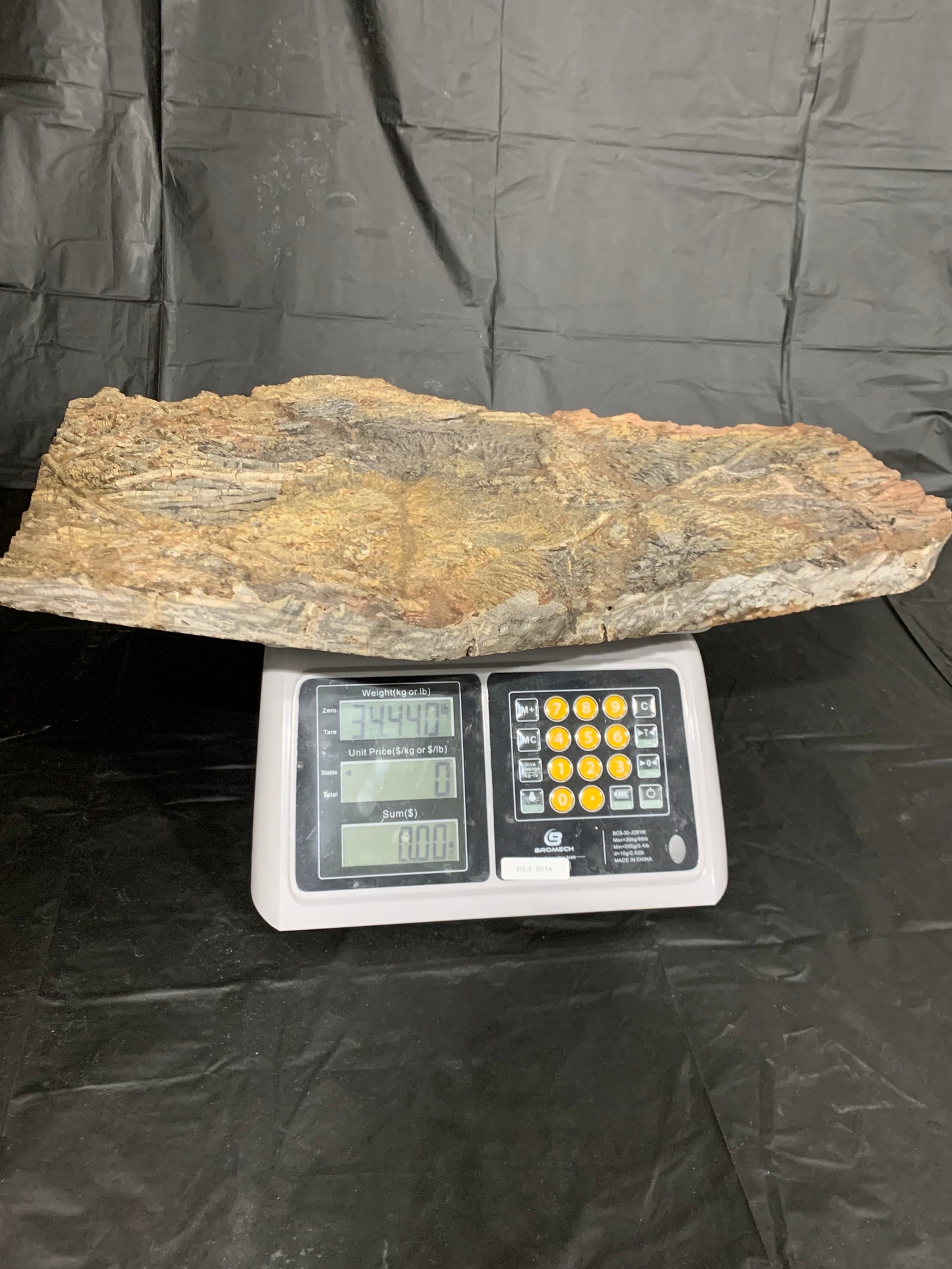 Giant Crinoid Plate