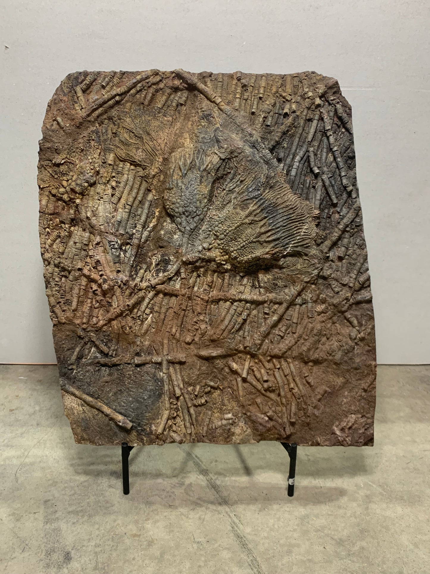 Captivating Crinoid Plate