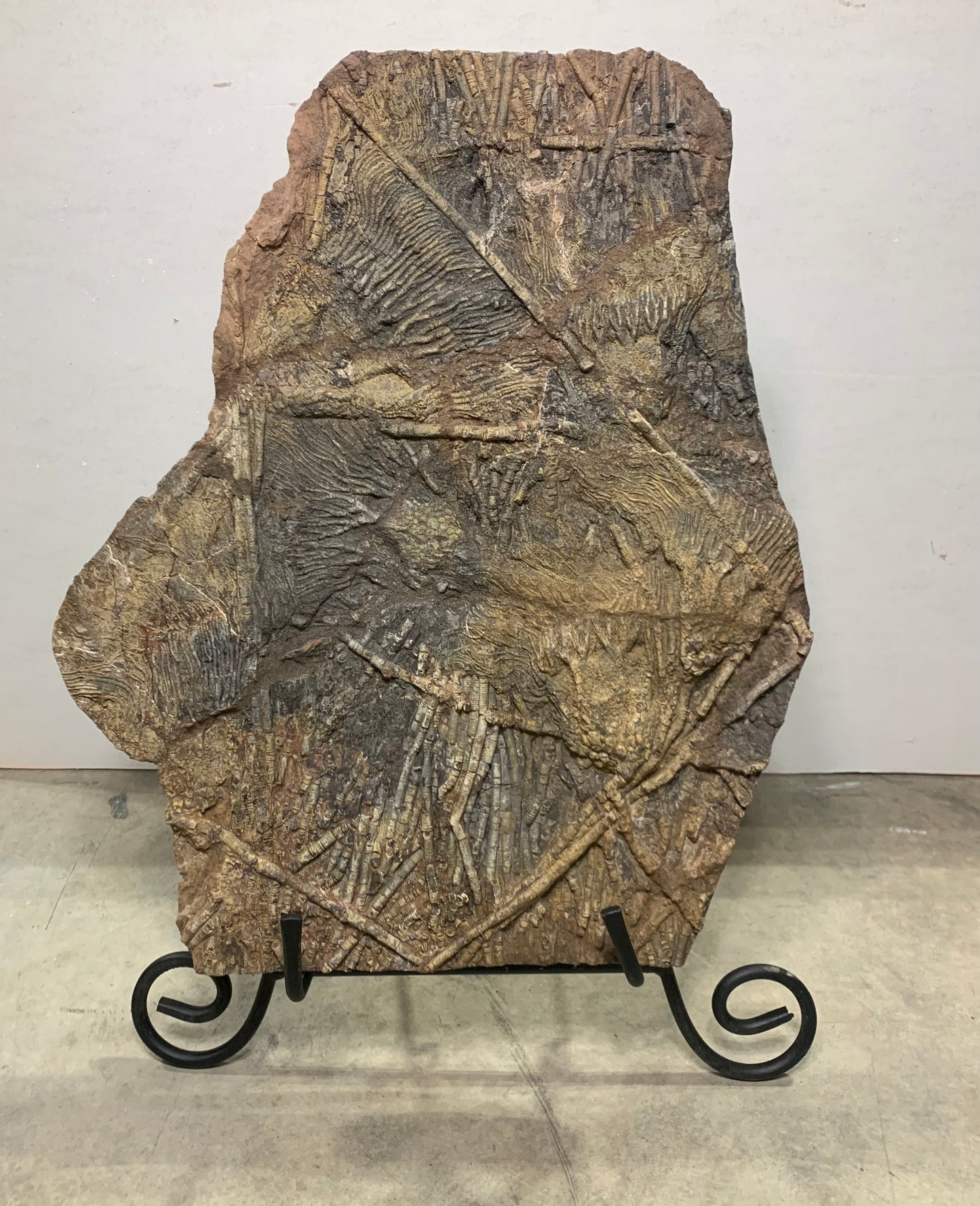 Giant Crinoid Plate