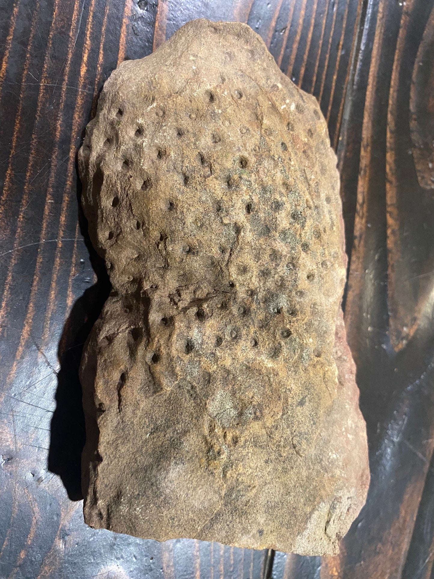 Fossilized stigmaria