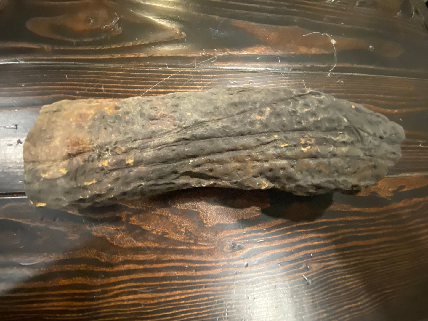 Gorgeous Stigmaria Specimen