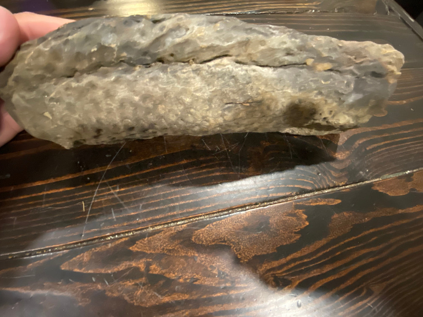 Gorgeous Stigmaria Specimen