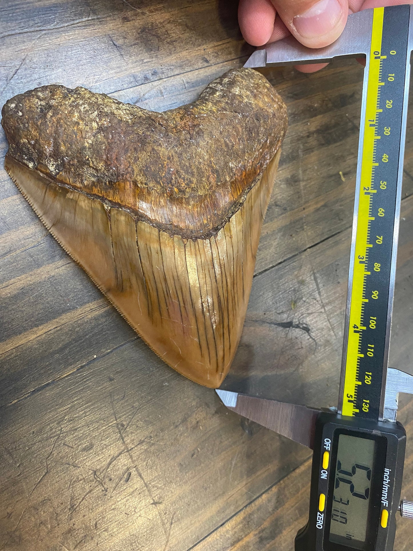 5.2” Natural Indonesian Meg!