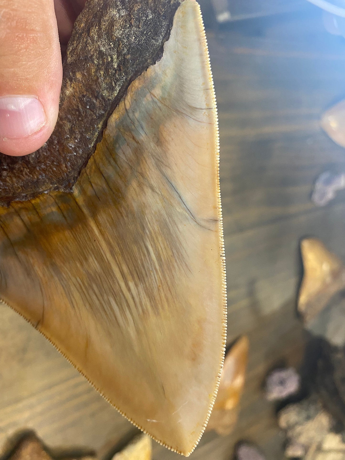 5.2” Natural Indonesian Meg!