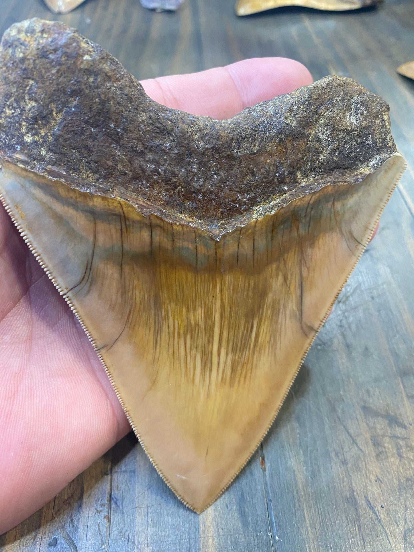 5.2” Natural Indonesian Meg!