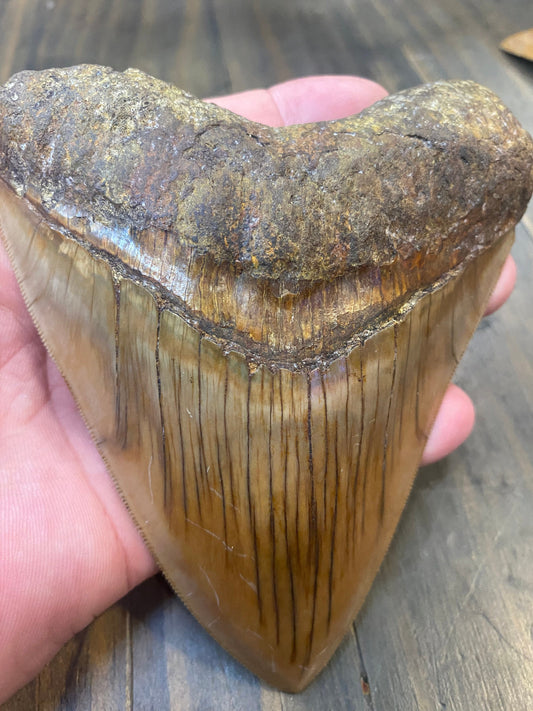 5.2” Natural Indonesian Meg!