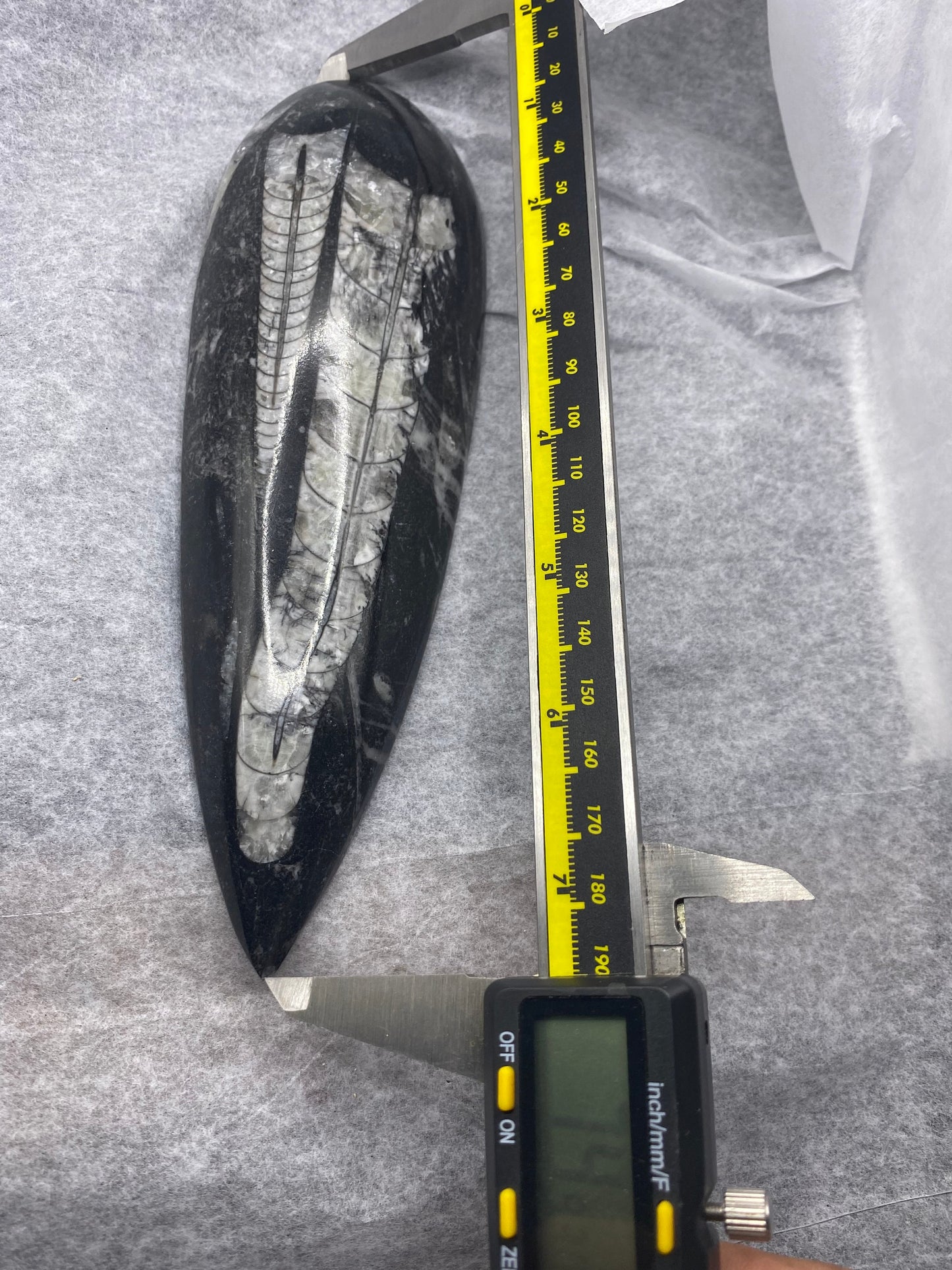 Nice Double Orthoceras Display