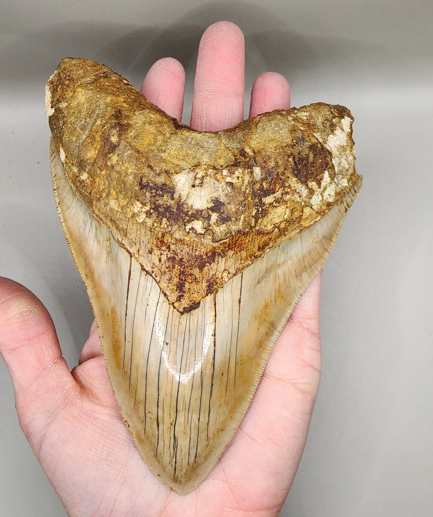 Great collector’s tooth