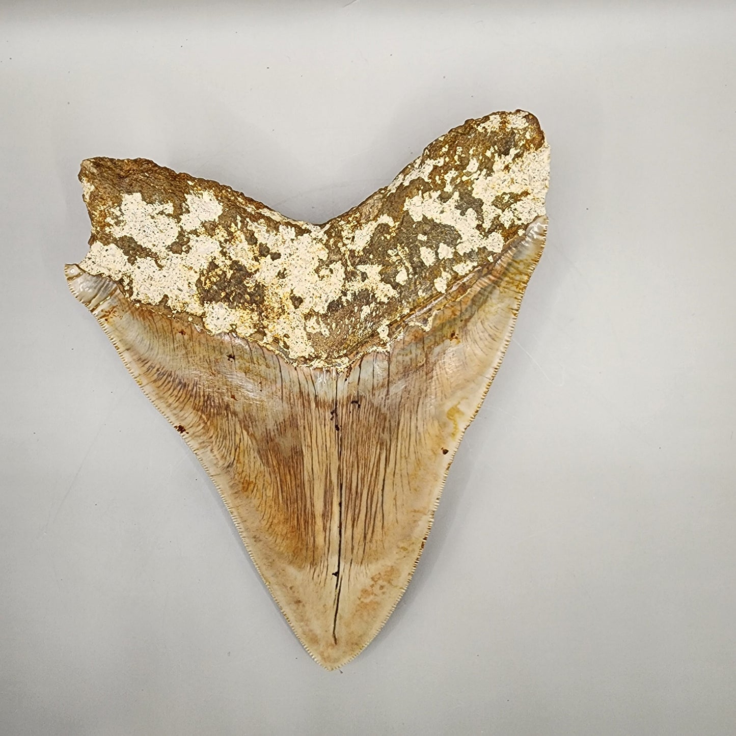 Great collector’s tooth