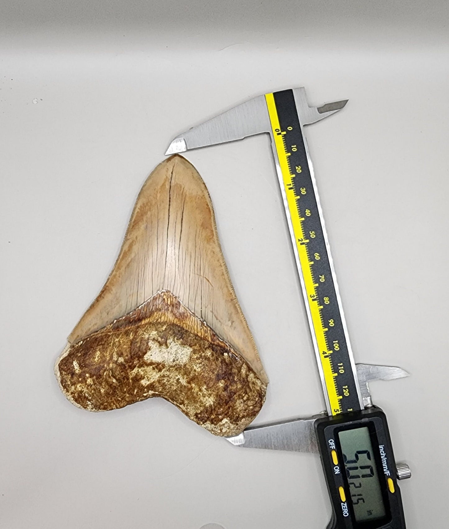 Nice Indo Meg Tooth!