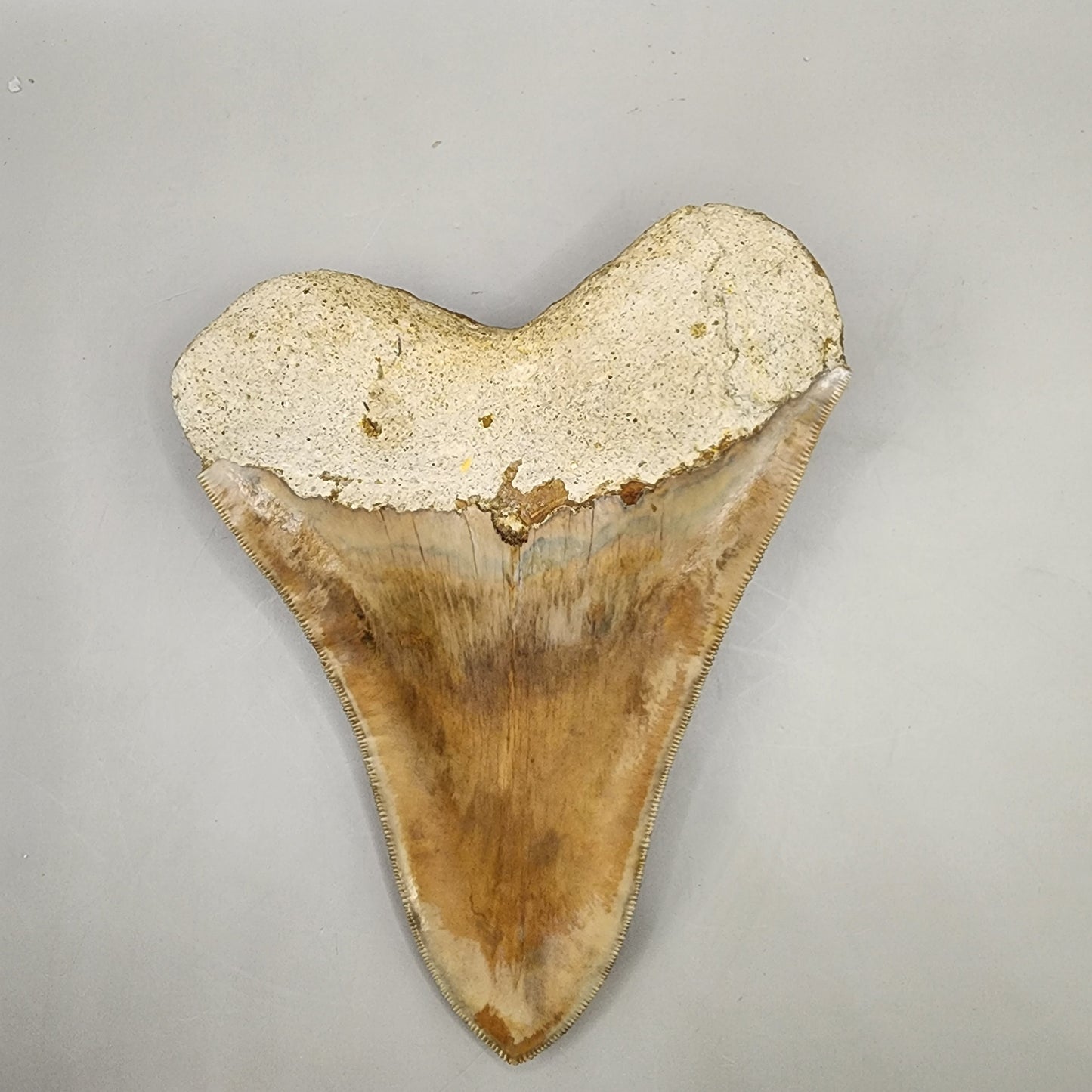 Nice Indo Meg Tooth!