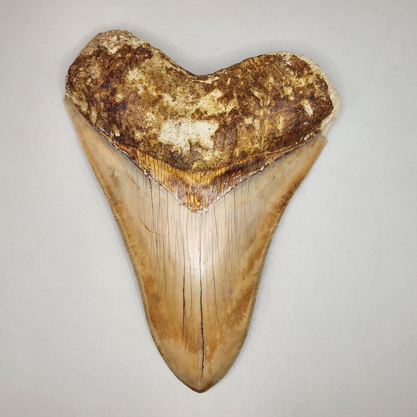 Nice Indo Meg Tooth!