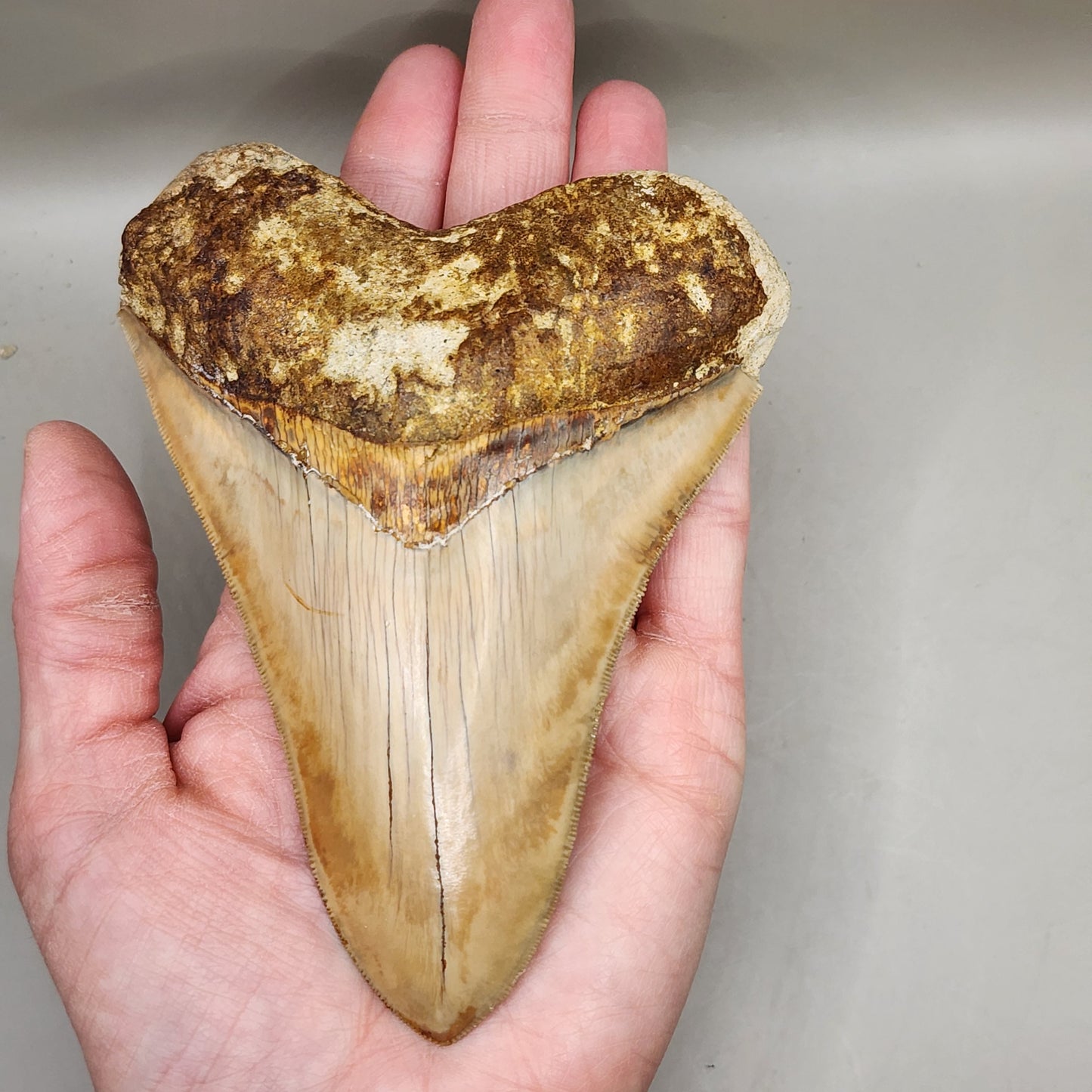 Nice Indo Meg Tooth!
