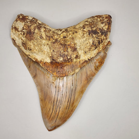 Indo meg, nice form!