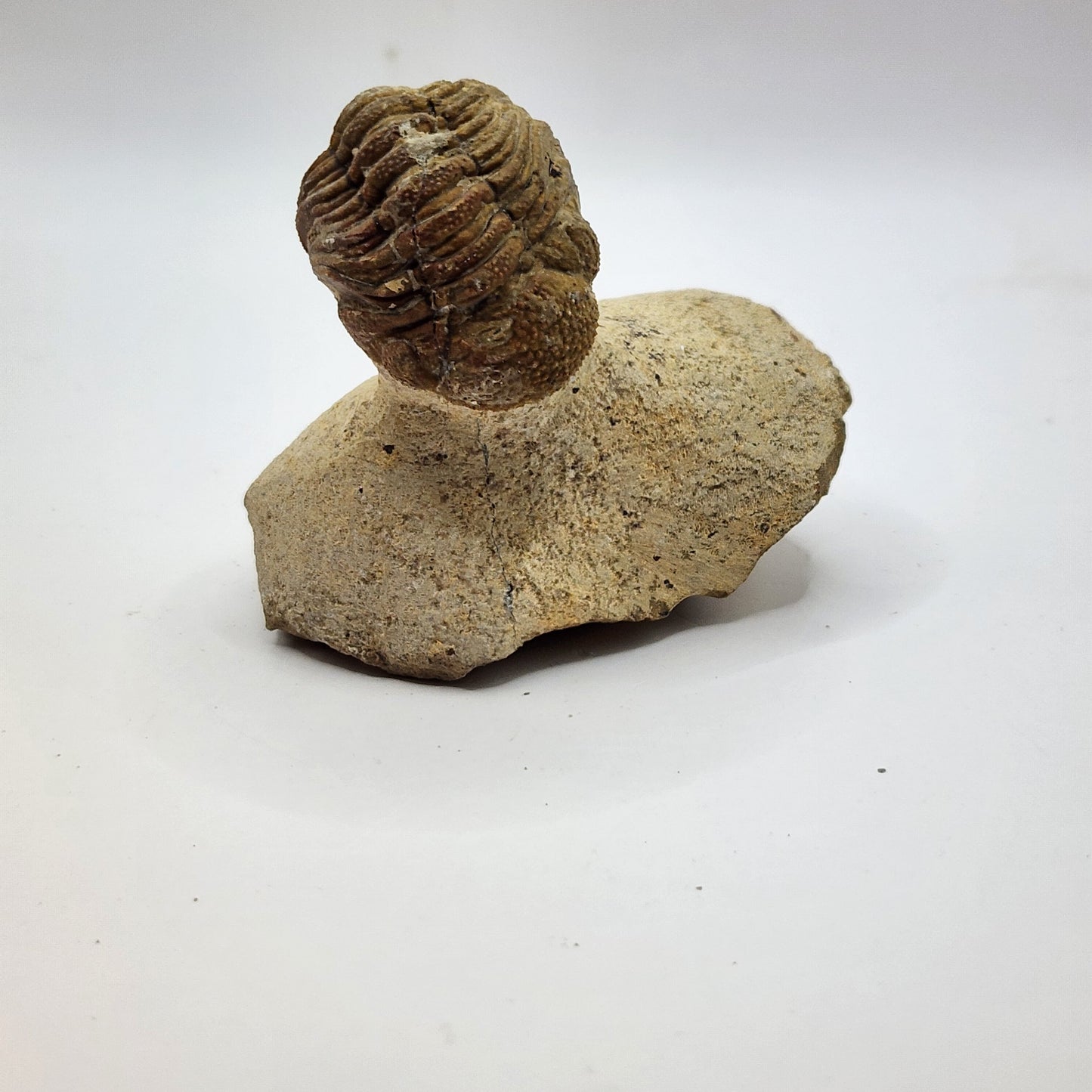 Caramel colored Trilobite