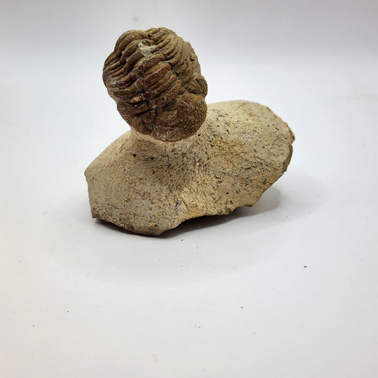 Caramel colored Trilobite