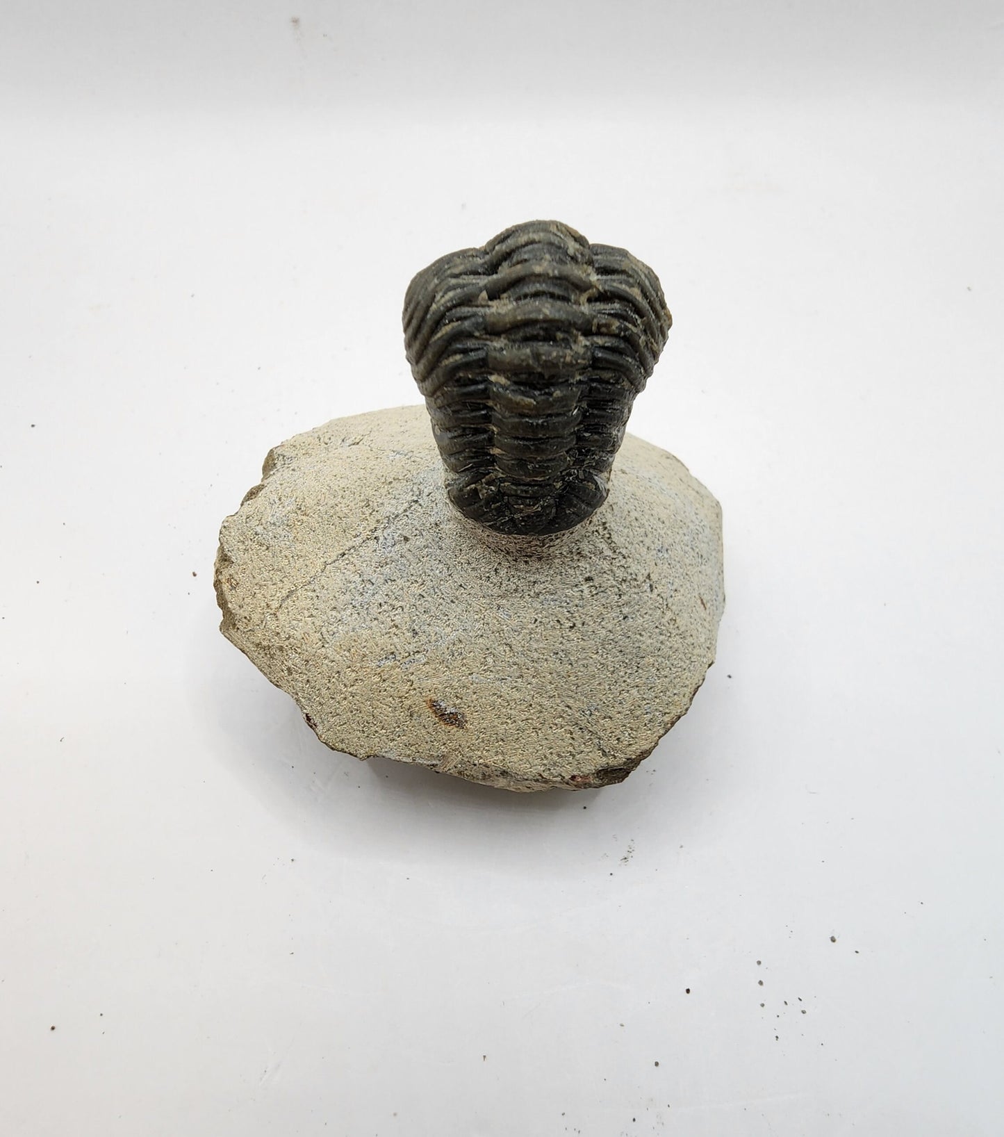 Look at this Trilobite