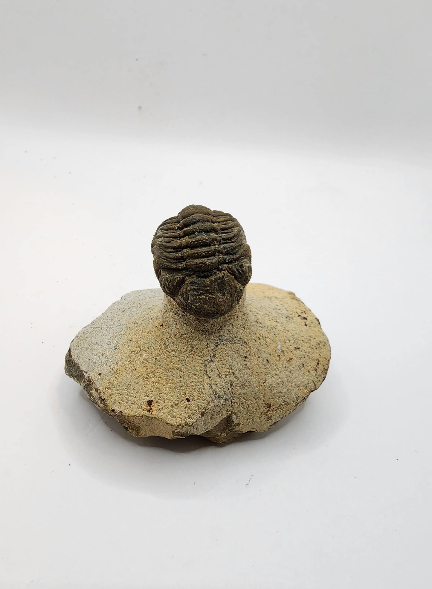Authentic Phacops Trilobite