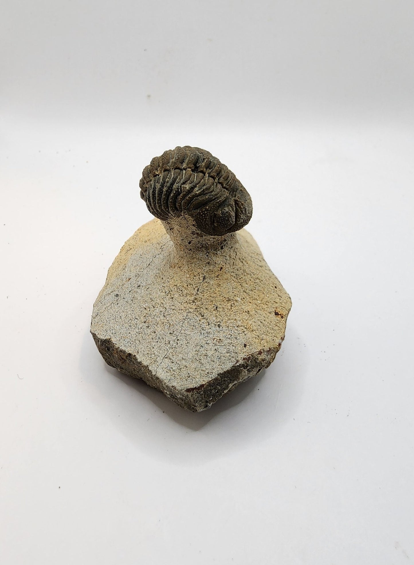 Authentic Phacops Trilobite