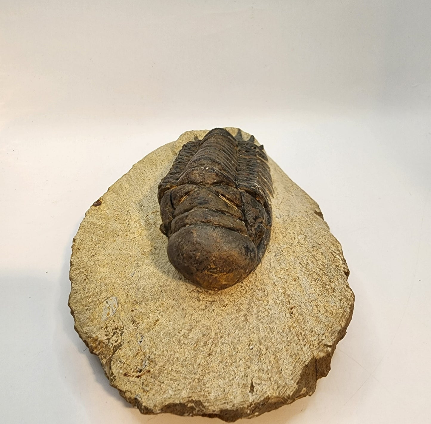 Sweet Trilobite!