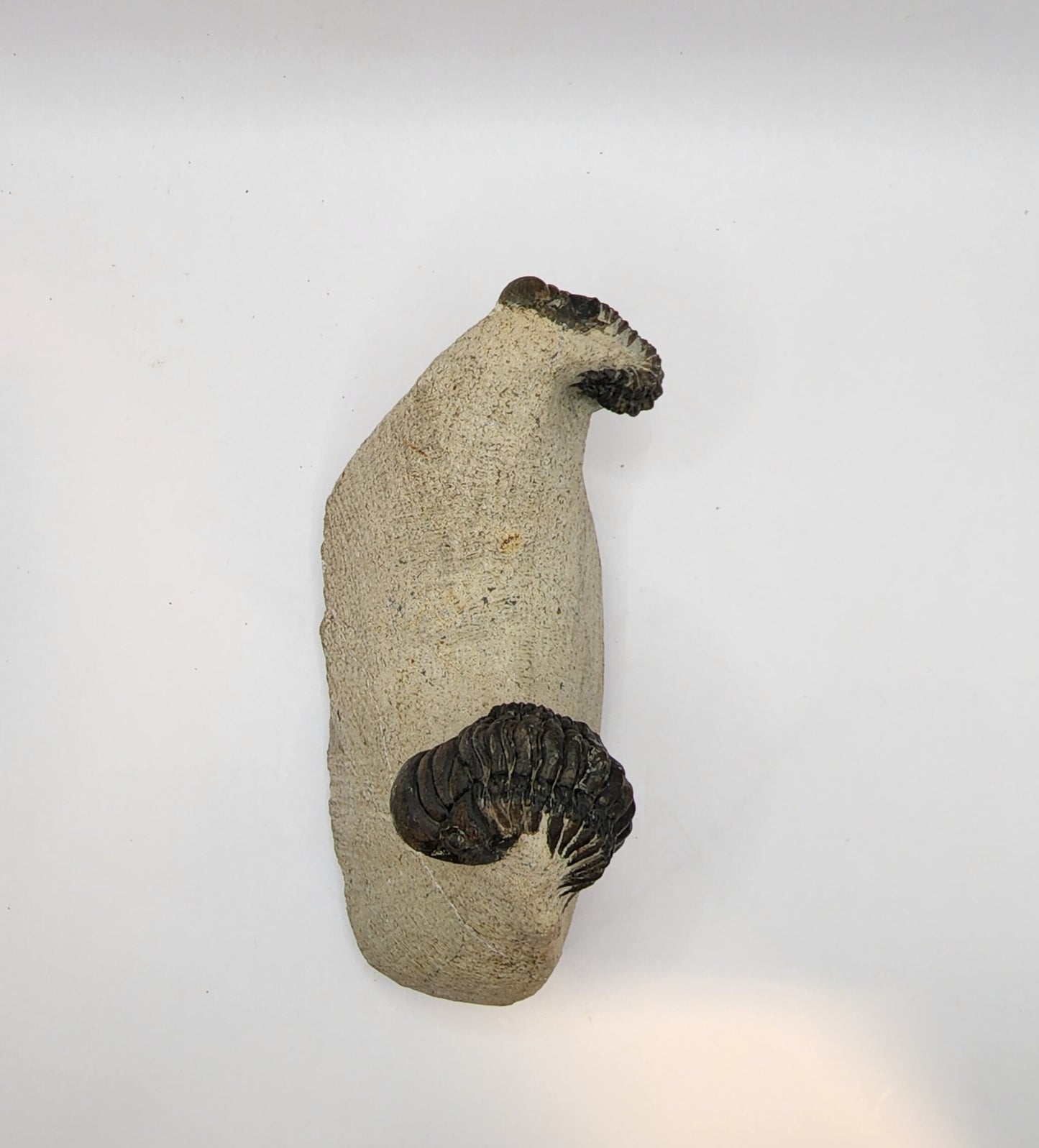 Double Crotalocephalina Trilobite