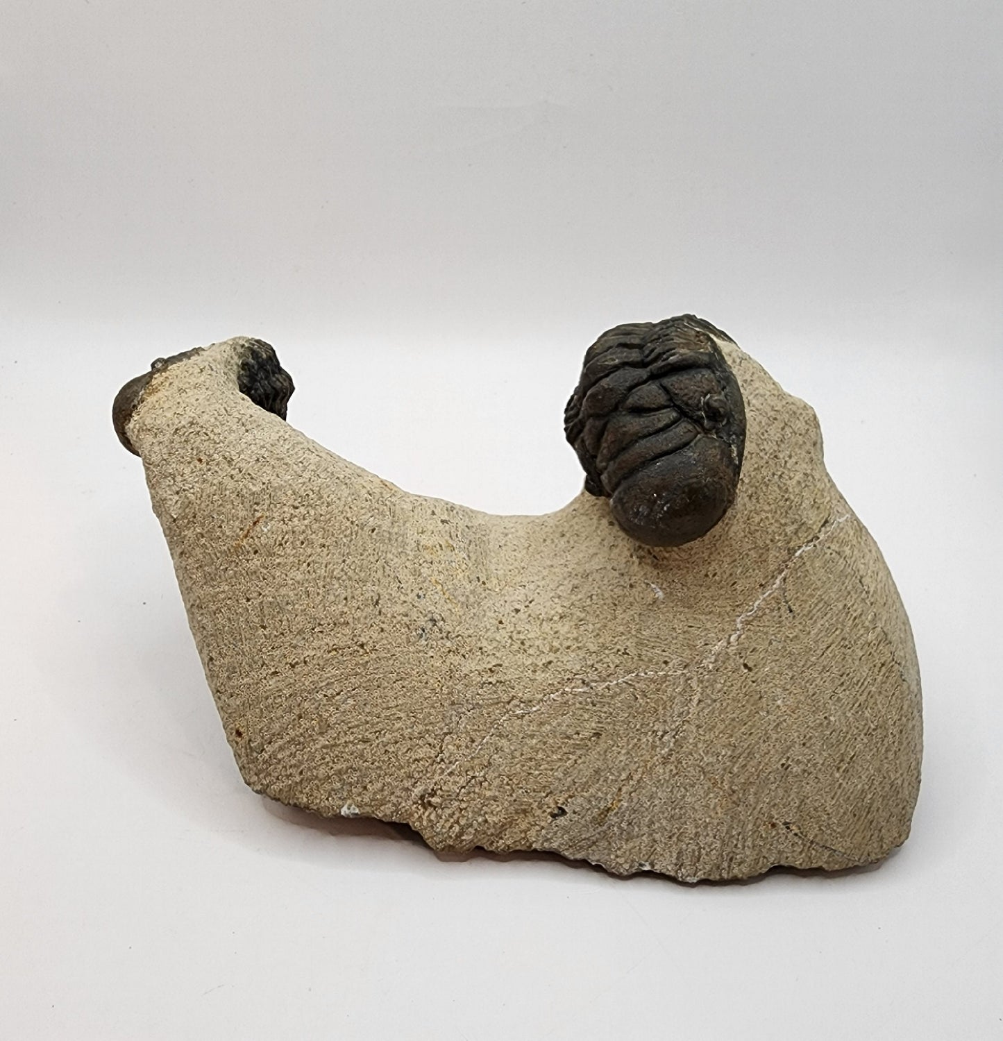 Double Crotalocephalina Trilobite