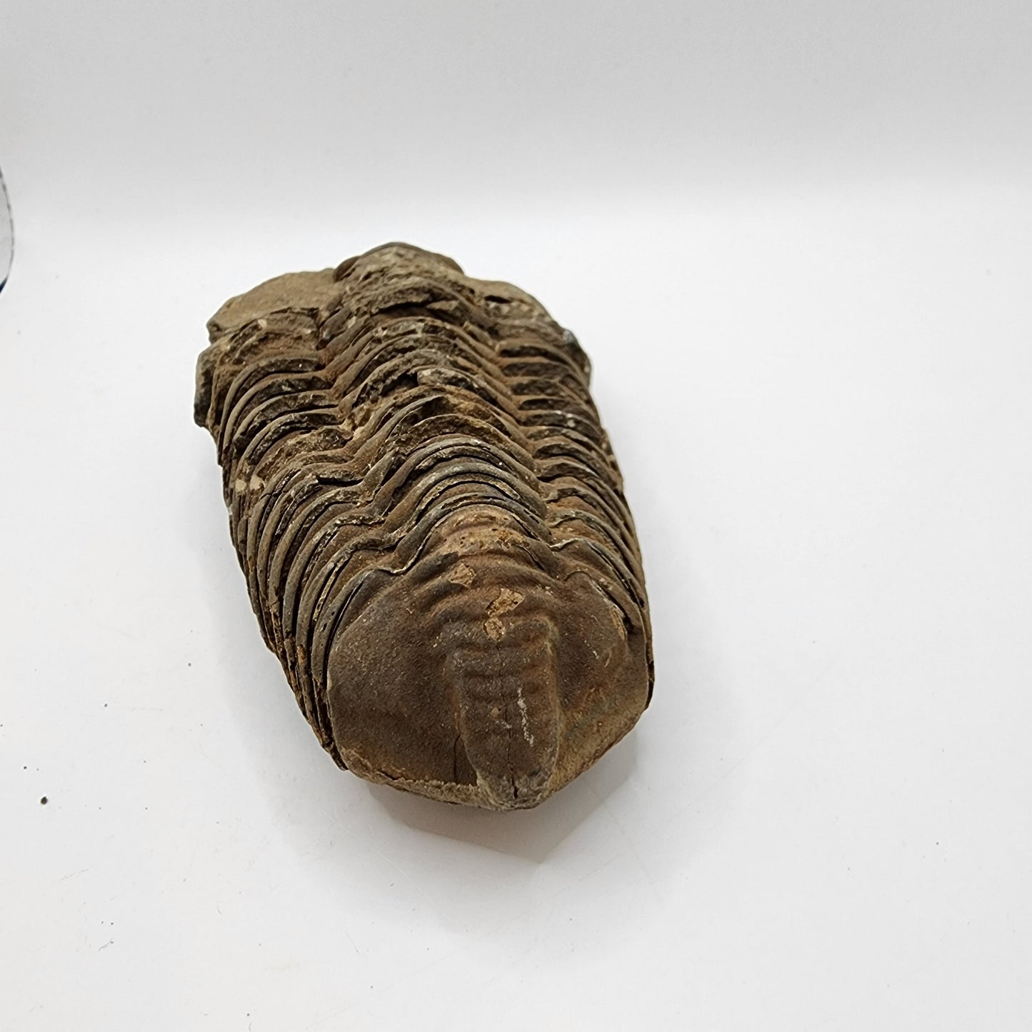 Flexicalymene Trilobite