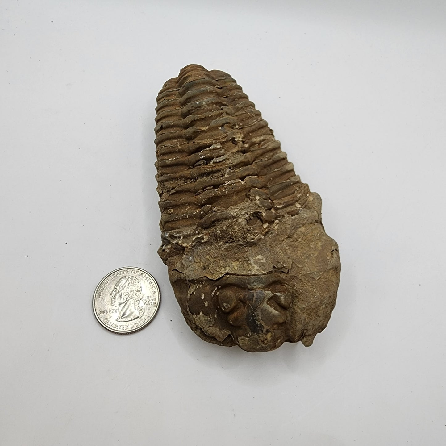 Flexicalymene Trilobite