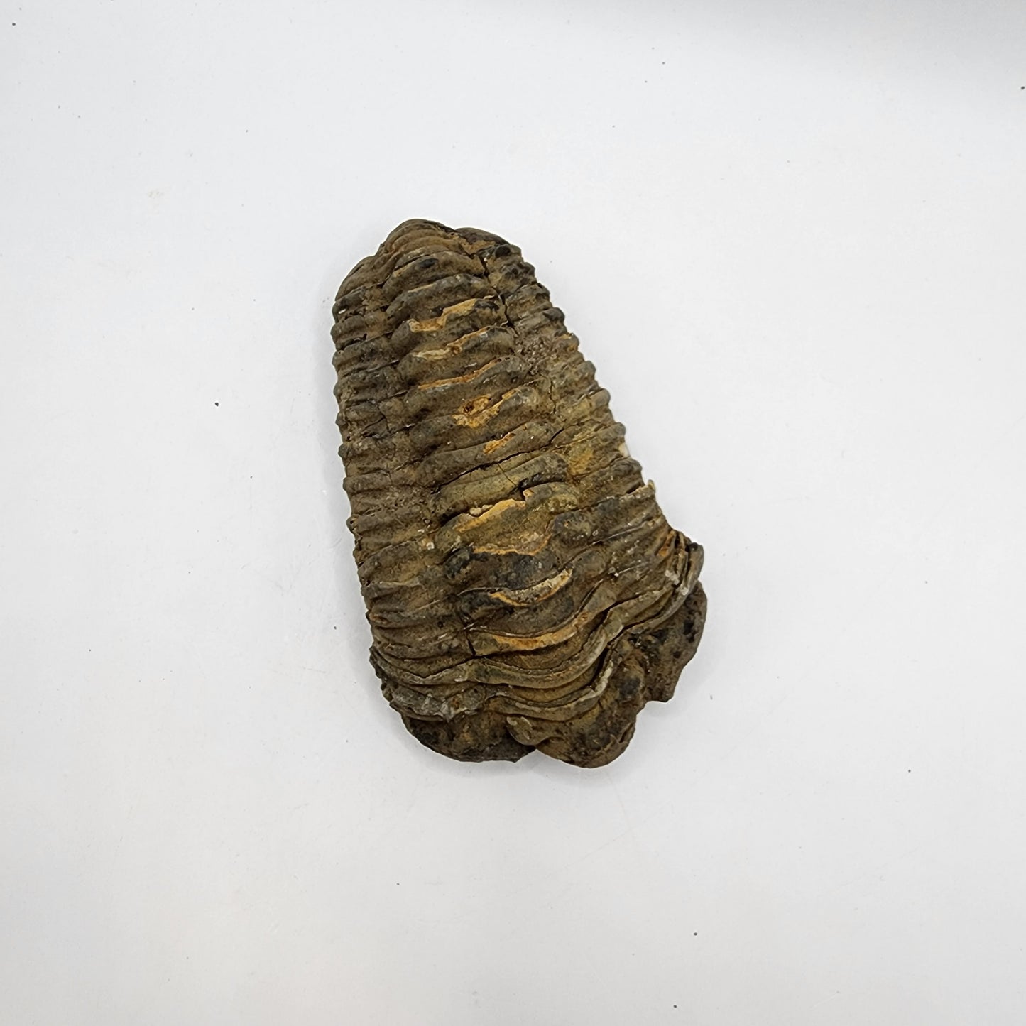 Flexicalymene Trilobite