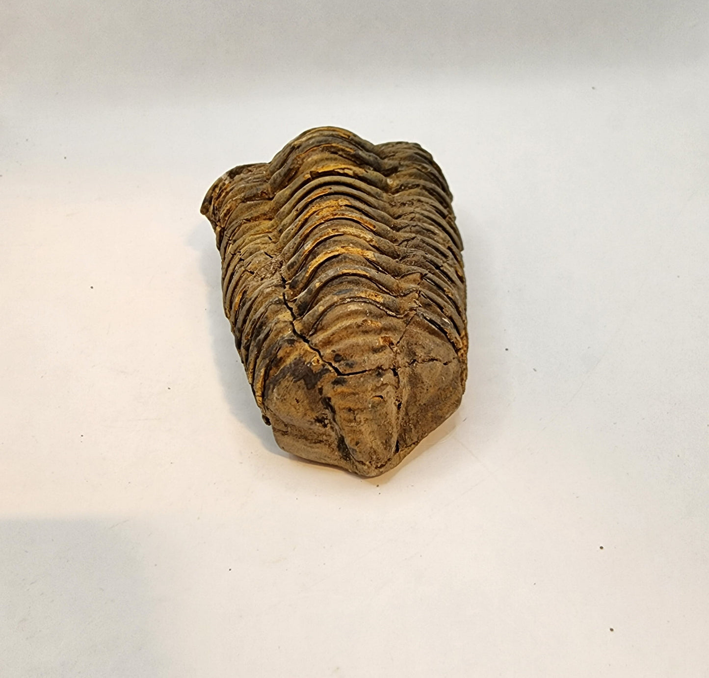 Flexicalymene Trilobite