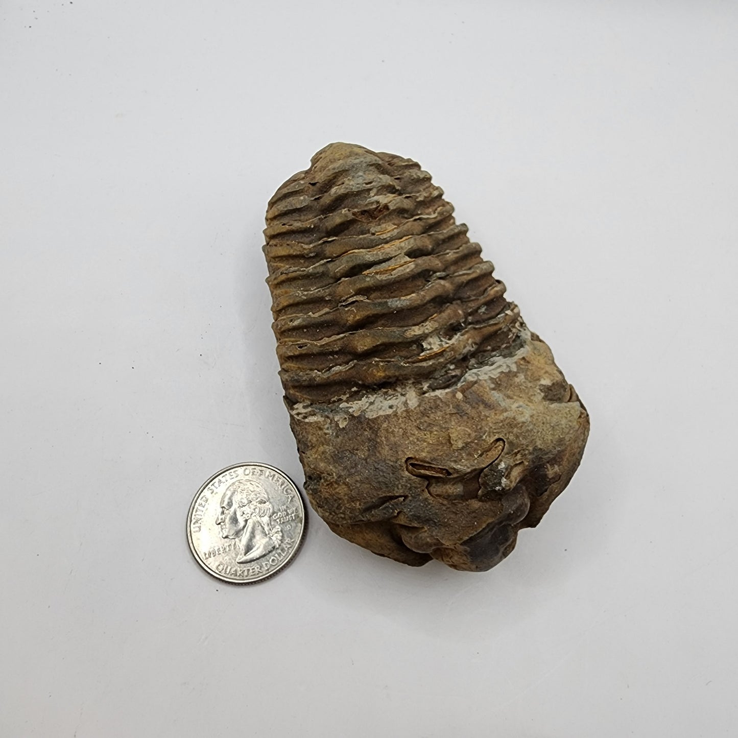 Flexicalymene Trilobite