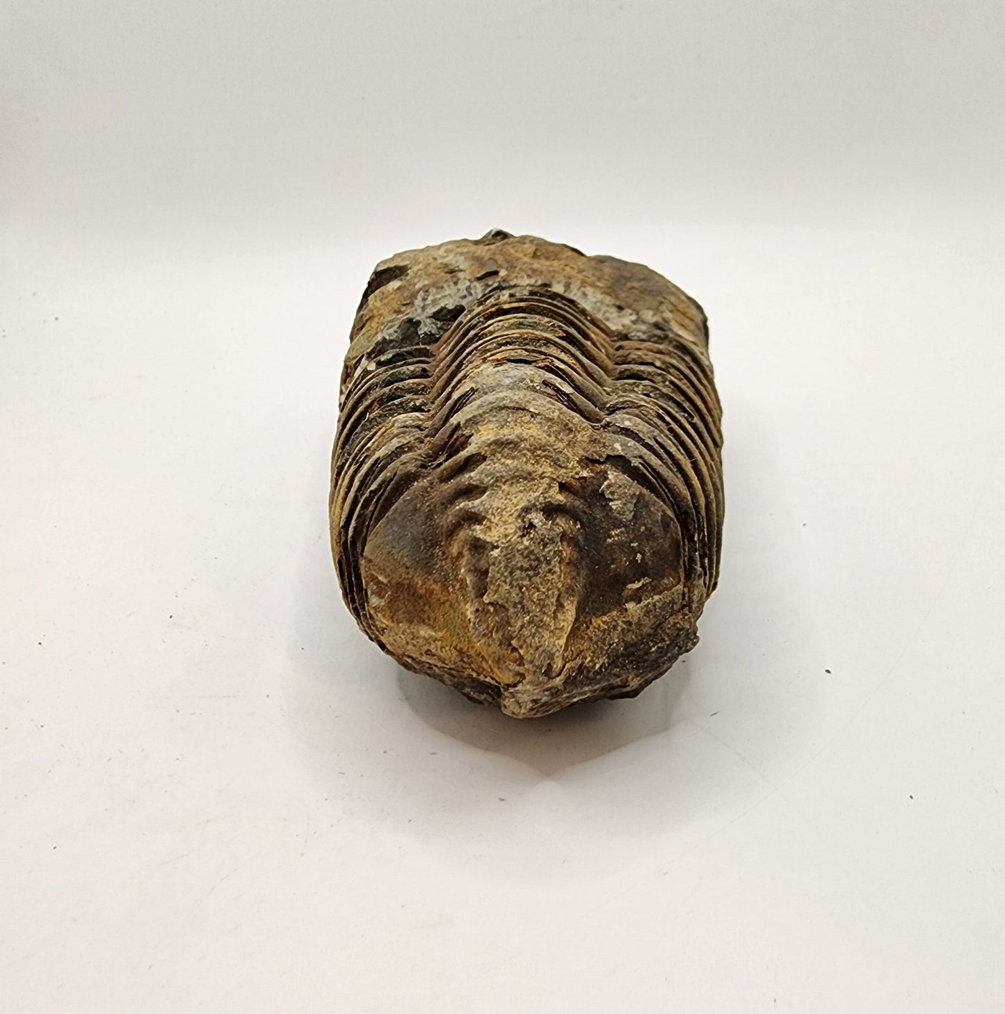 Flexicalymene Trilobite