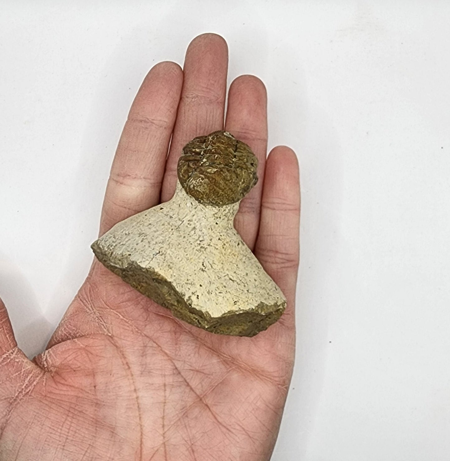Caramel colored Trilobite