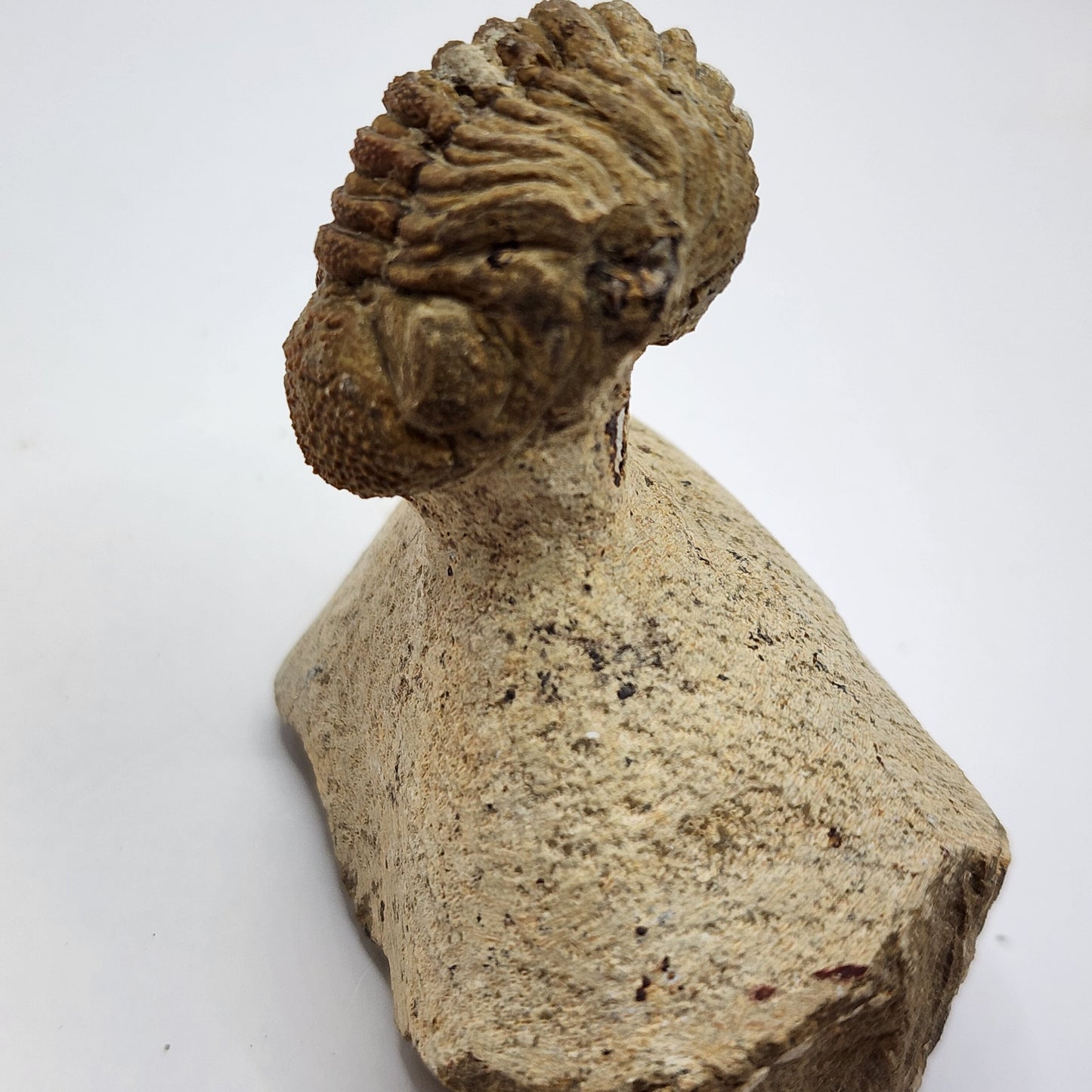 Caramel colored Trilobite