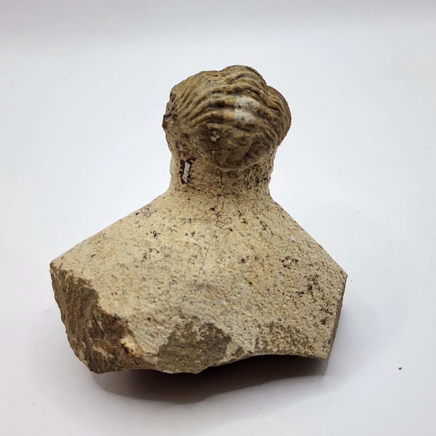 Caramel colored Trilobite