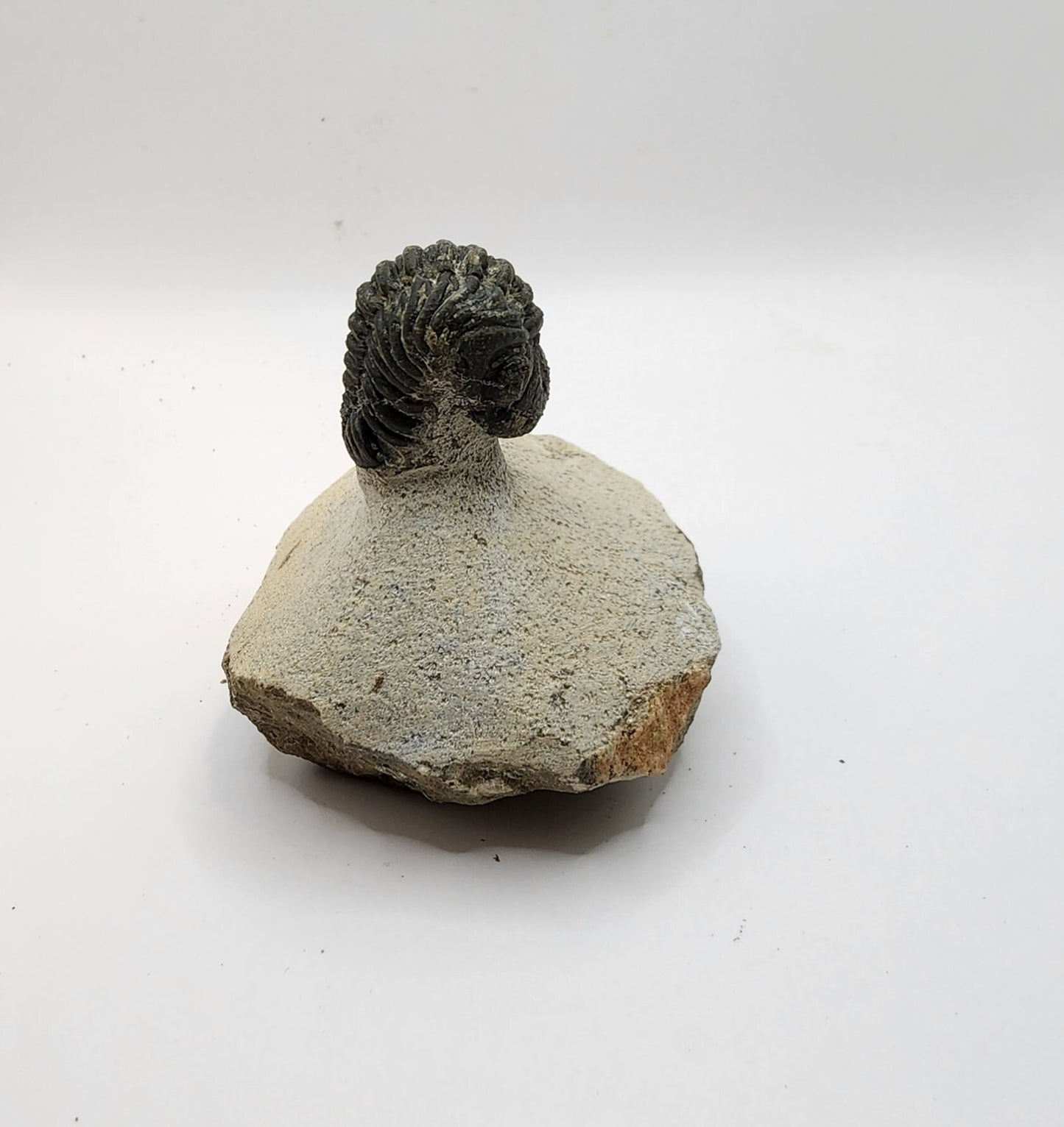 Look at this Trilobite