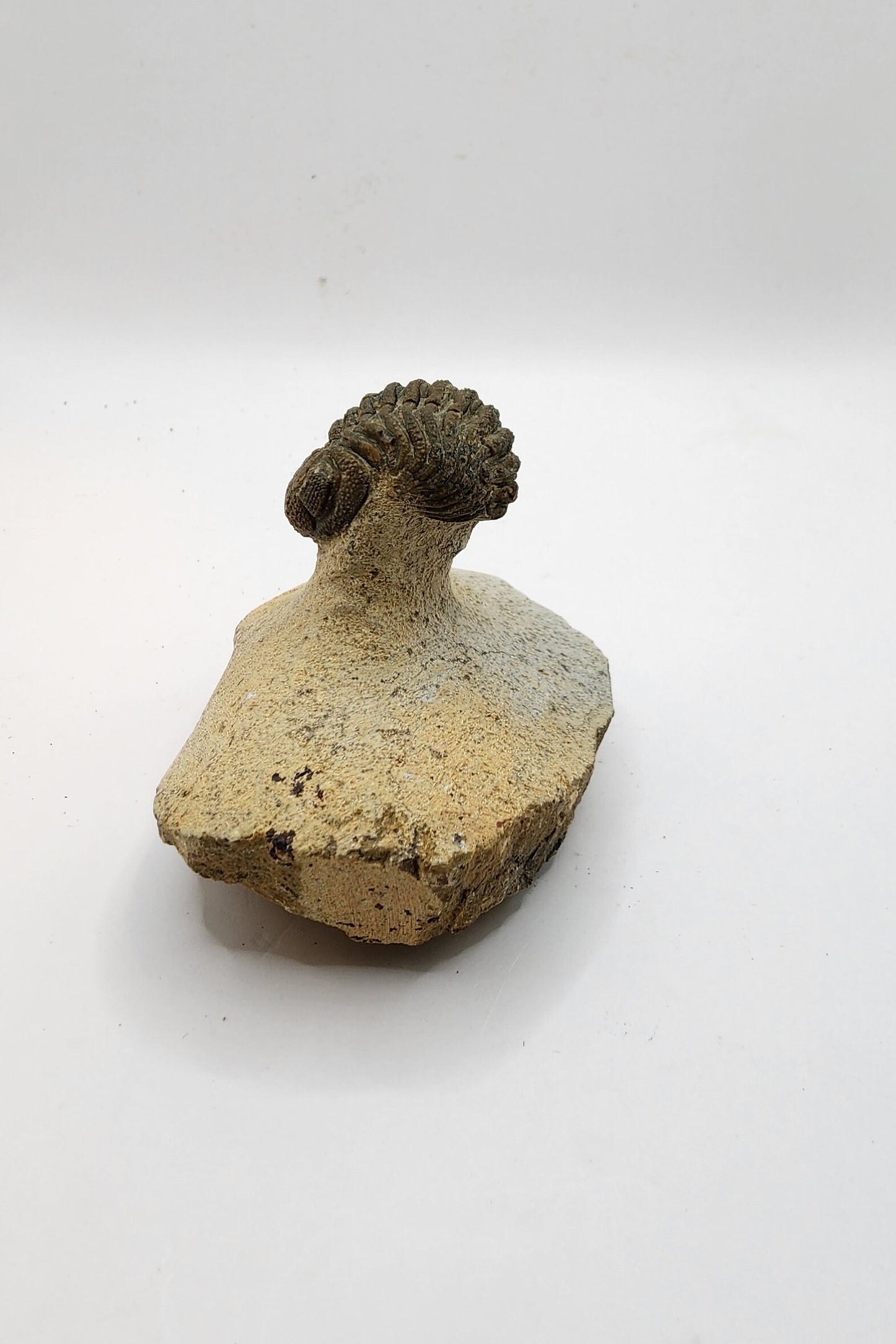 Authentic Phacops Trilobite