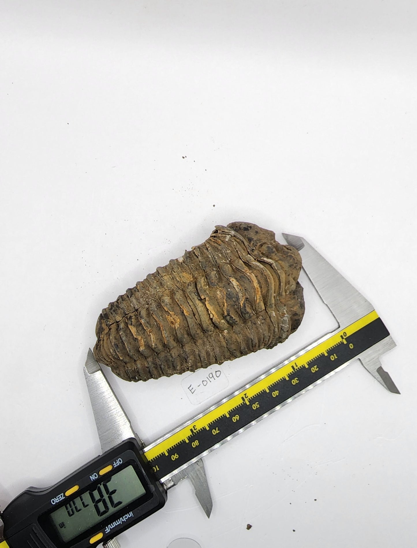 Flexicalymene Trilobite