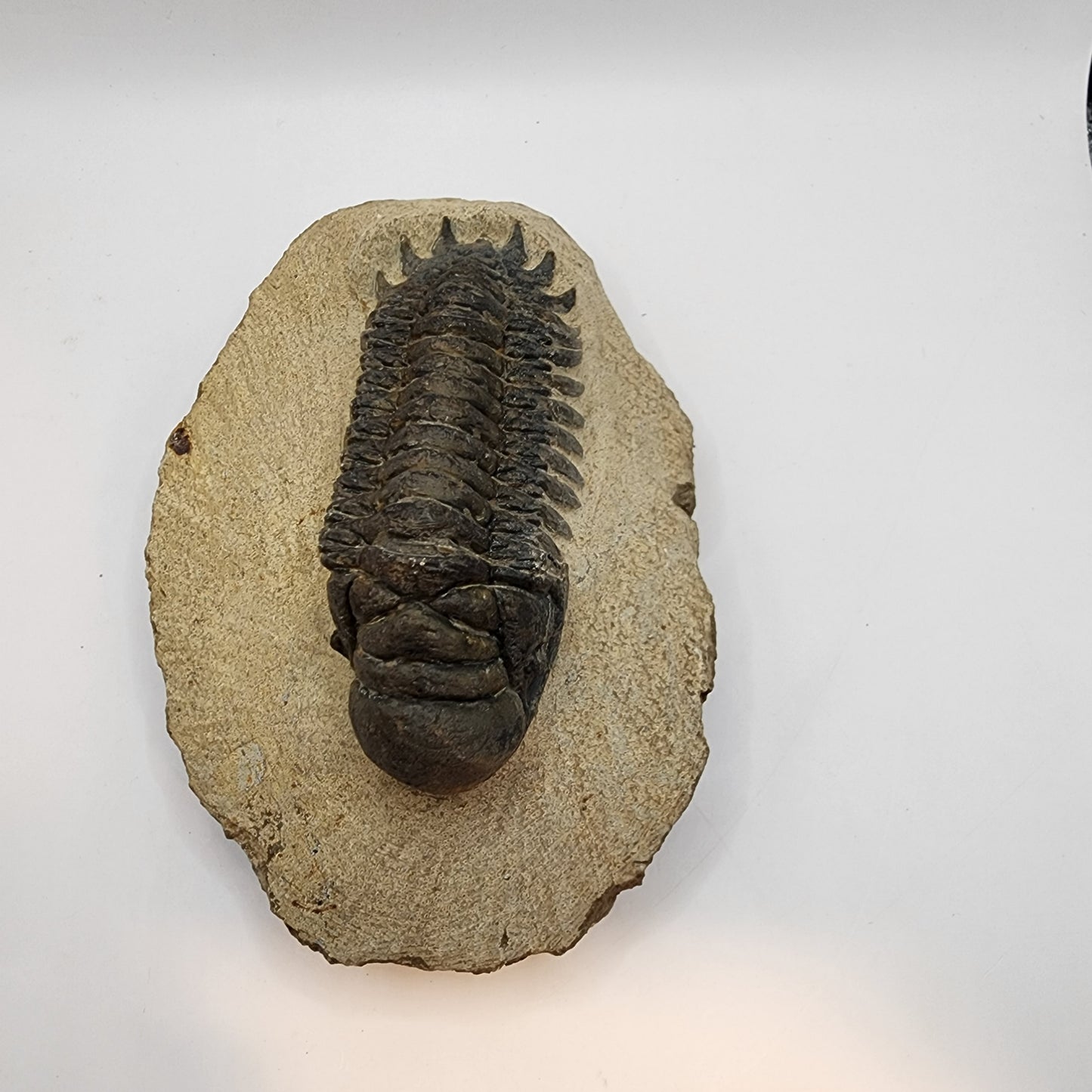 Sweet Trilobite!