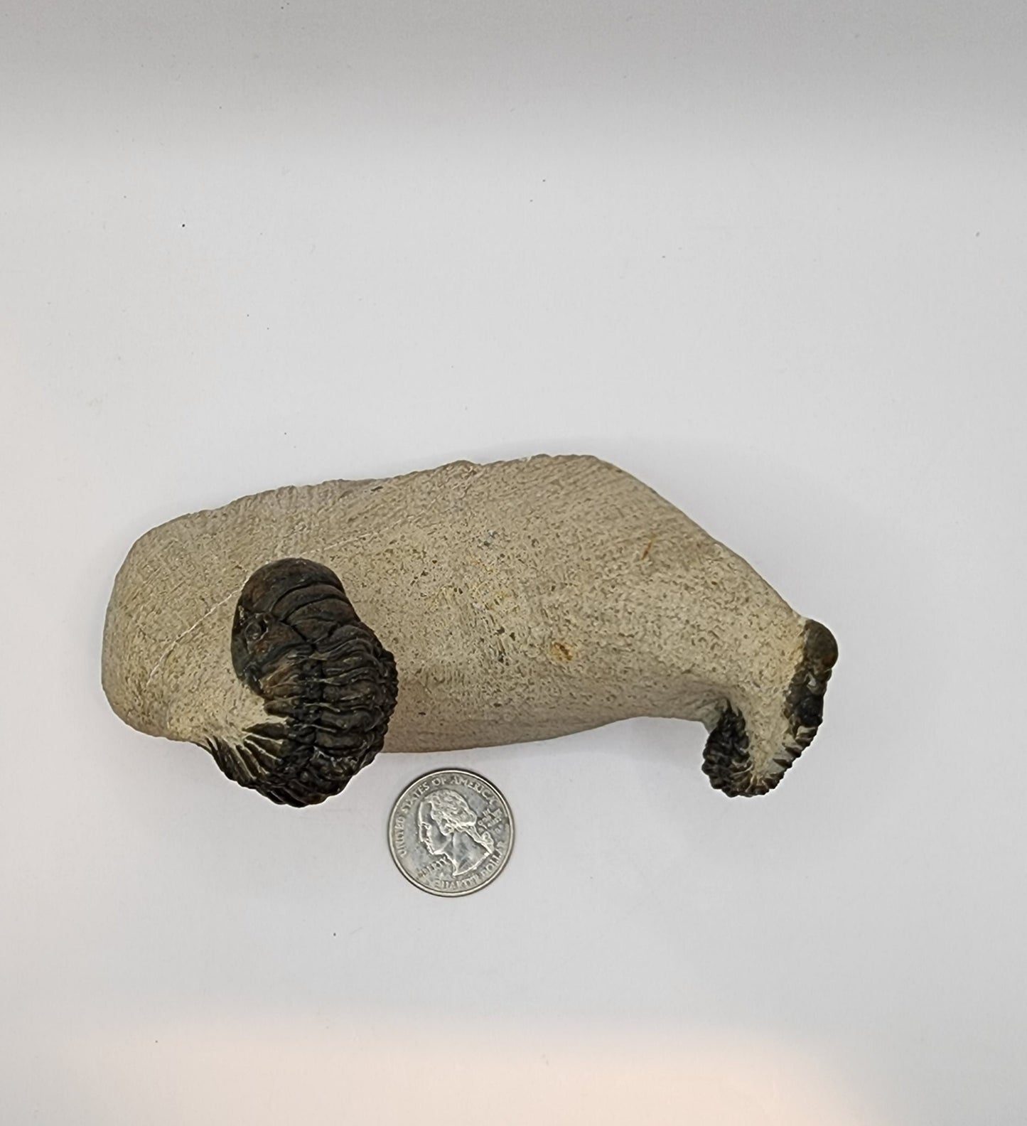 Double Crotalocephalina Trilobite