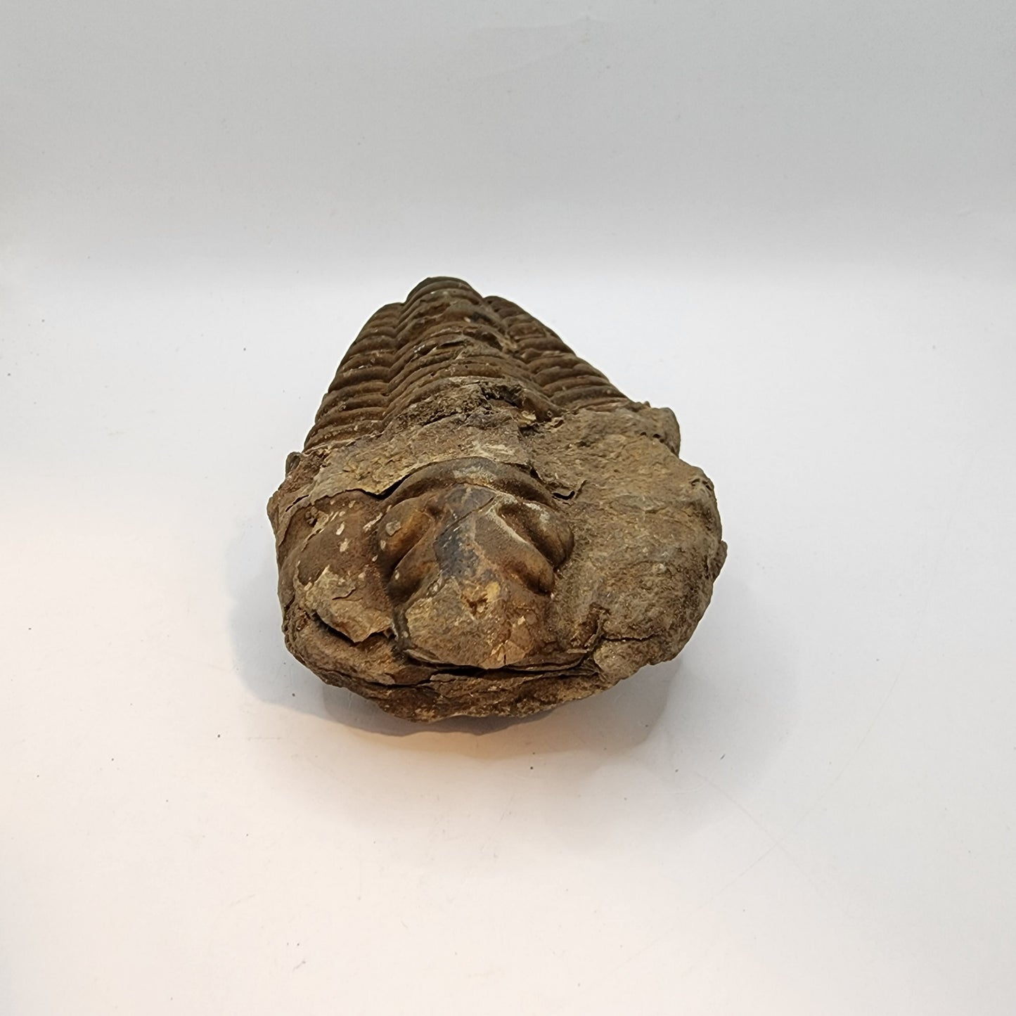 Flexicalymene Trilobite