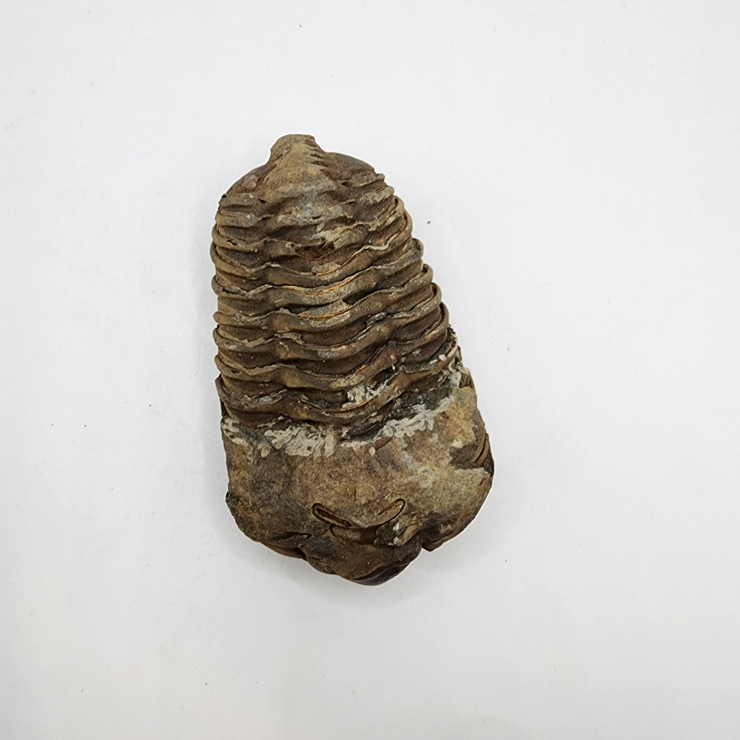 Flexicalymene Trilobite
