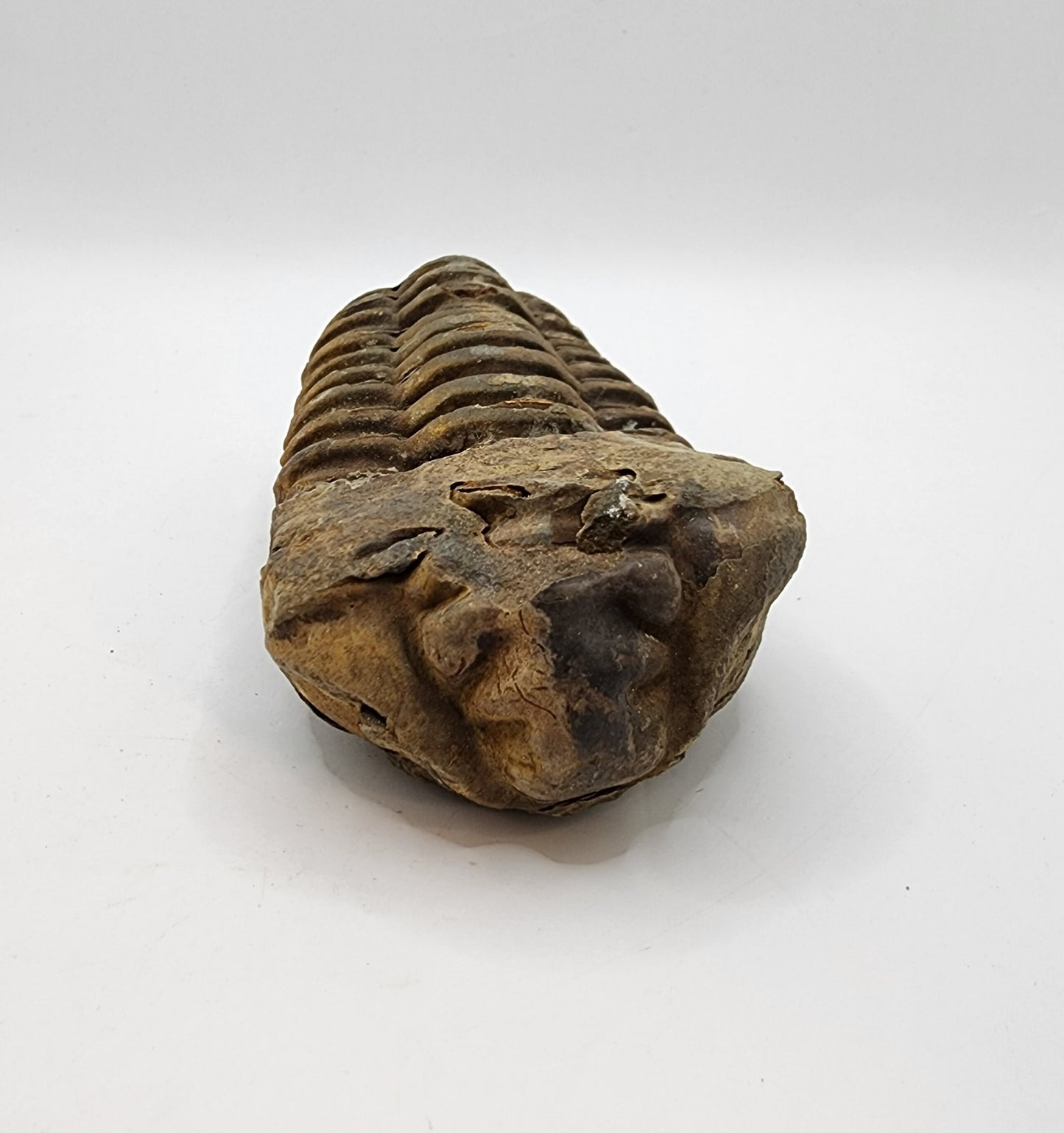 Flexicalymene Trilobite