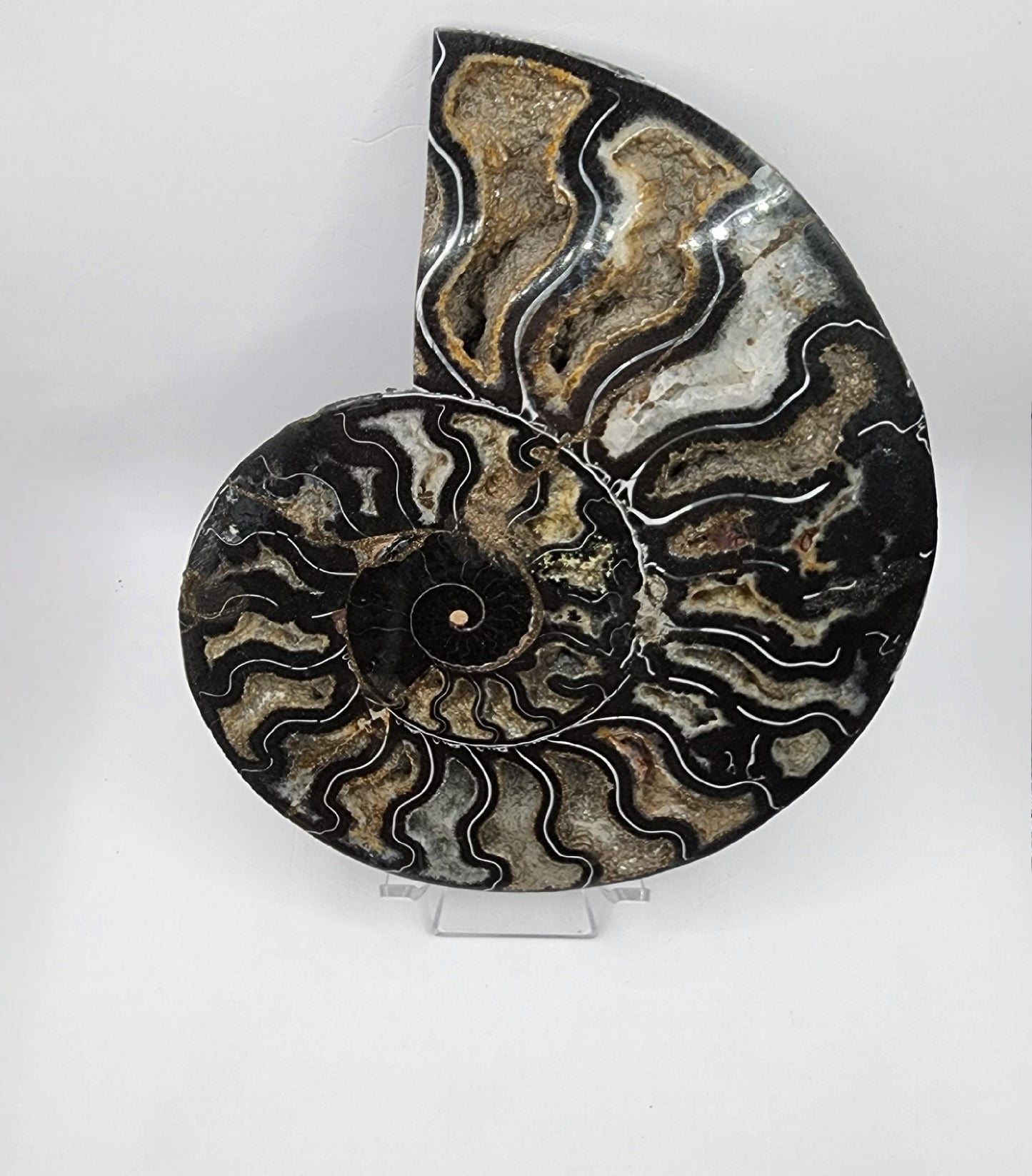 Polished Ammonite from Madagascar