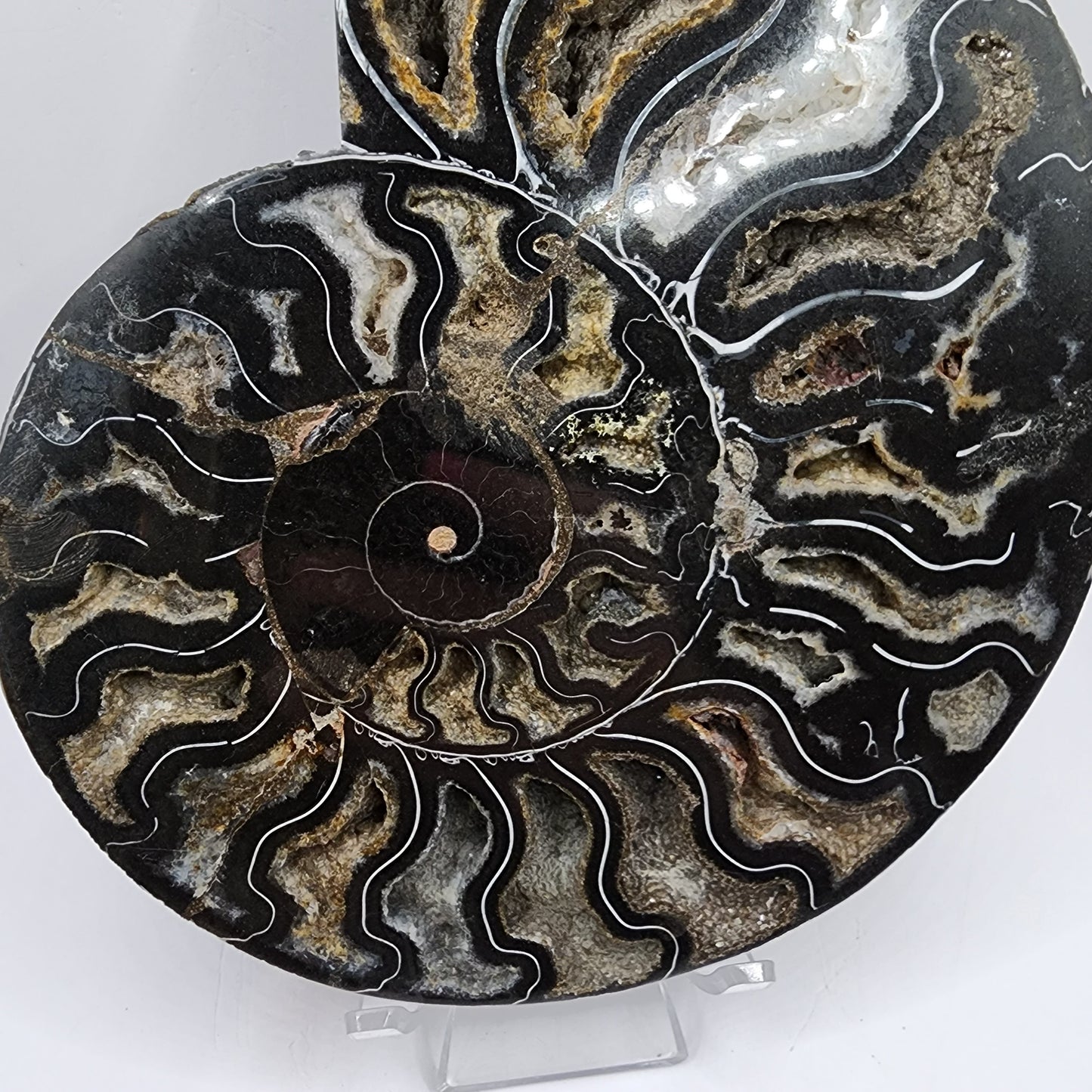 Polished Ammonite from Madagascar