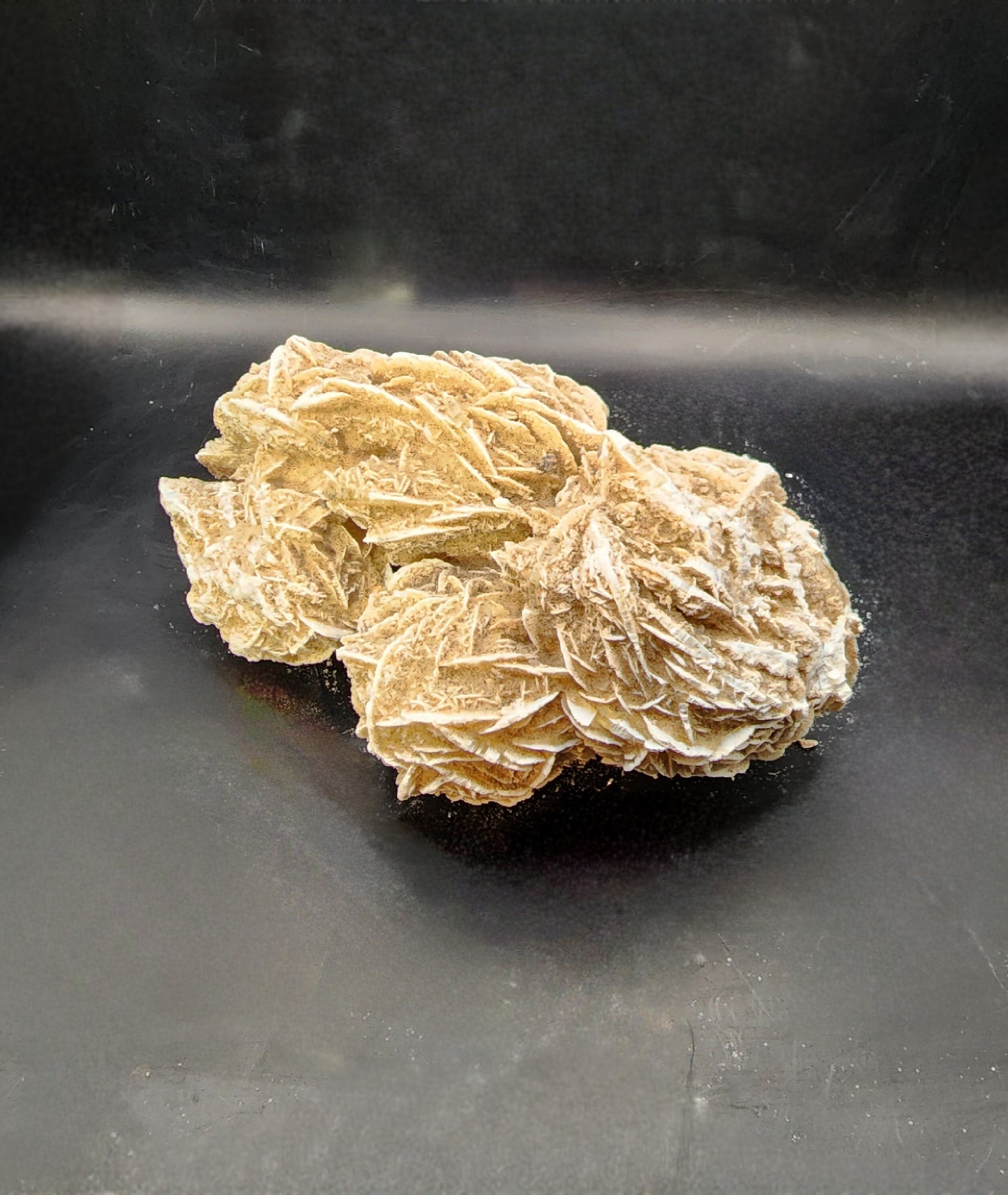 Beautiful Desert Rose Cluster