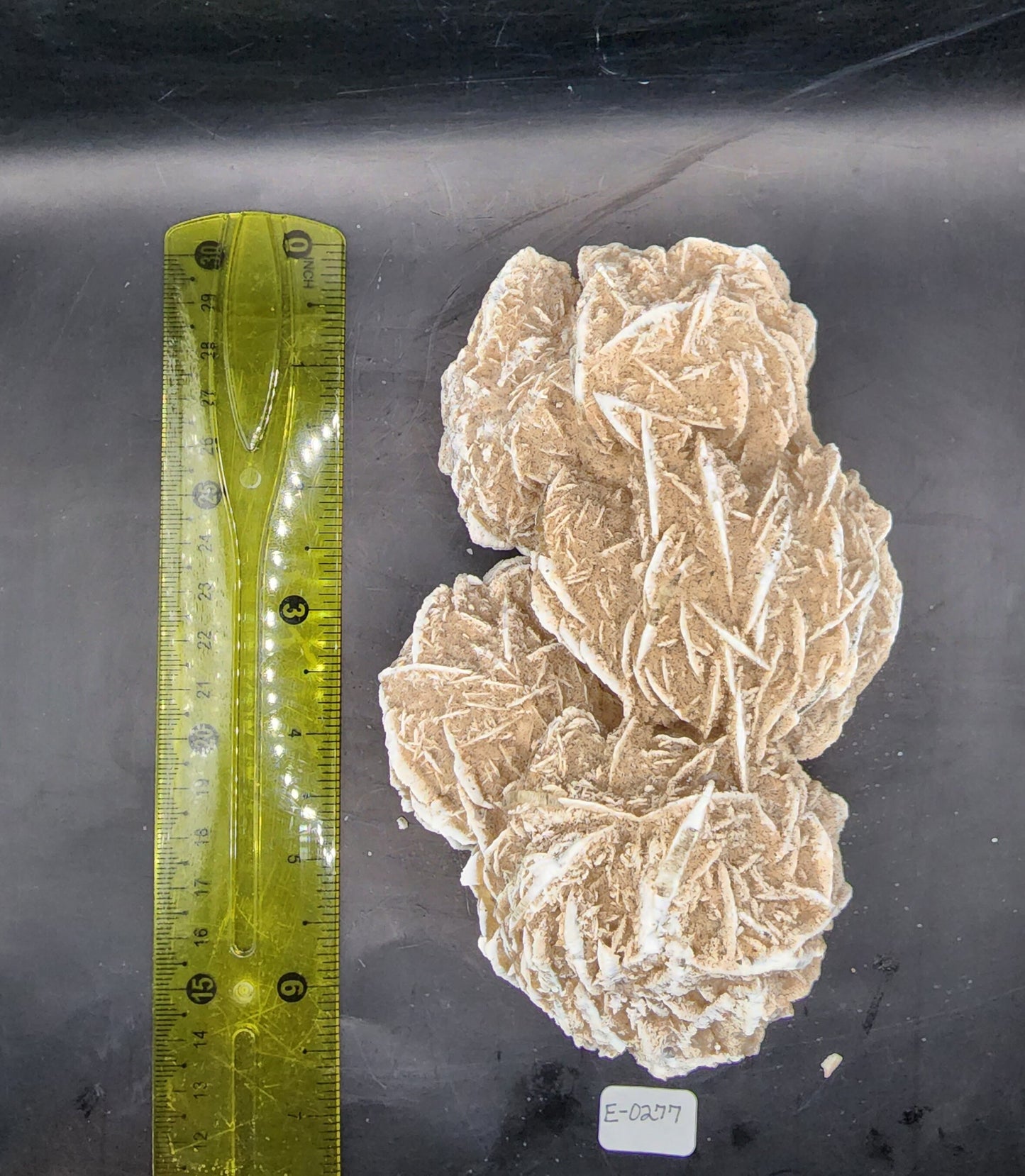 Beautiful Desert Rose Cluster
