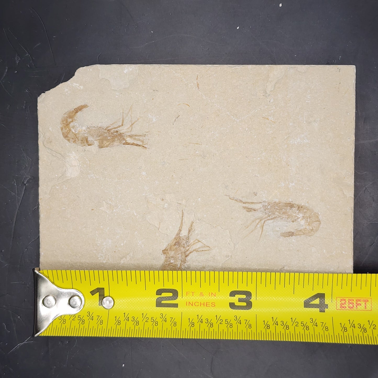 Triple Shrimp!