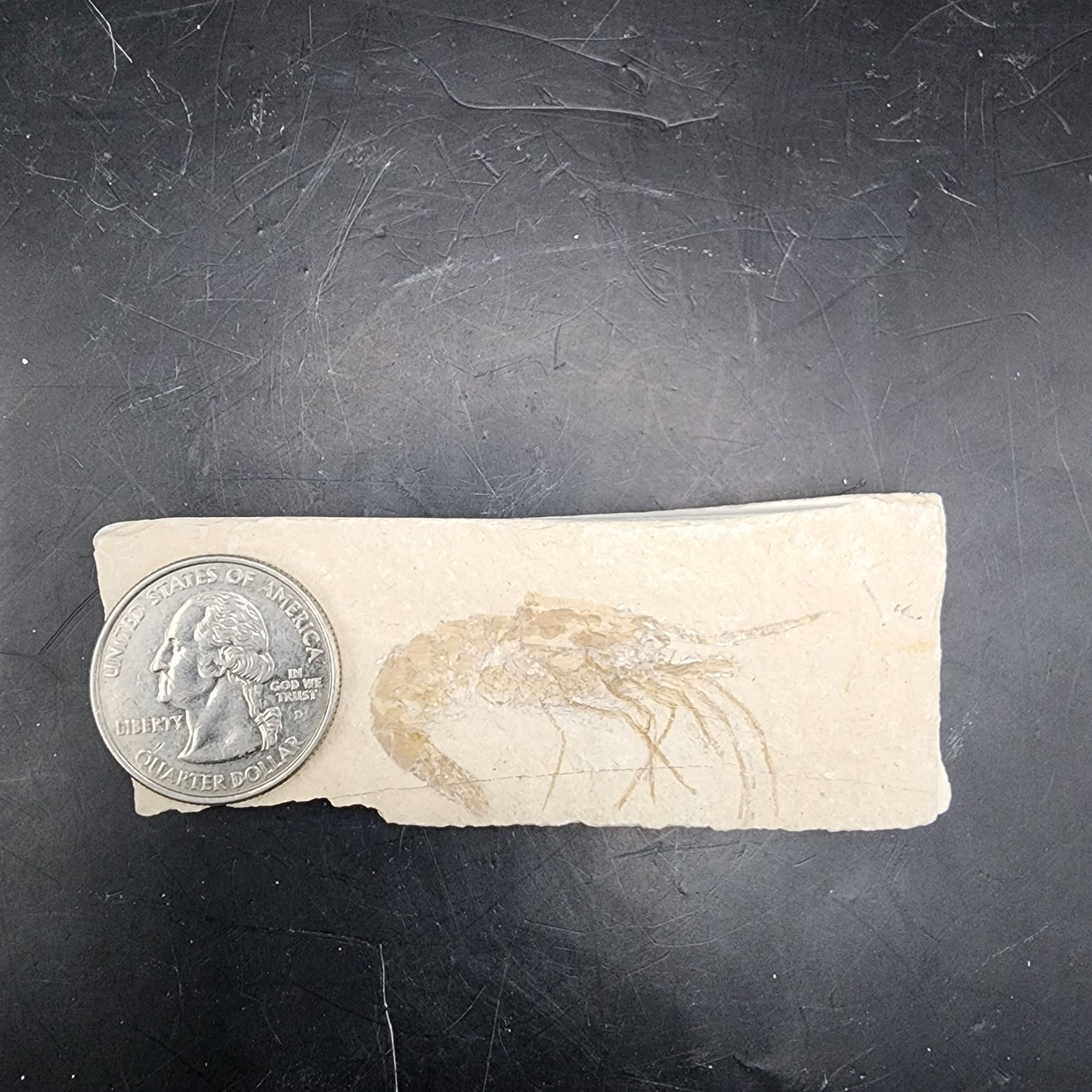 Detailed Fossilized Shrimp
